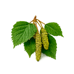 Bétula