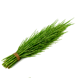 Cavalinha