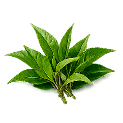 Chá Verde