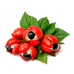 Guaraná
