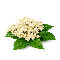 Sabugueiro