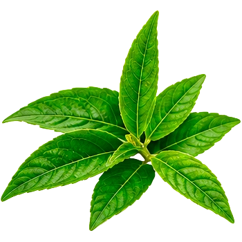 Chá Verde